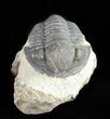 Bargain, Gerastos Trilobite Fossil - Morocco #57632-1